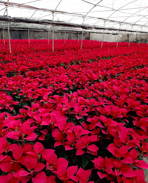 Why Poinsettia are Synonymous with Christmas